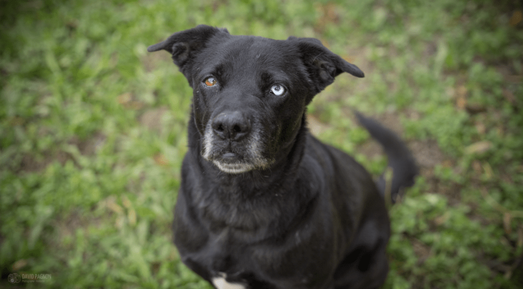 Adoption chien Berger au Refuge Saint Roch