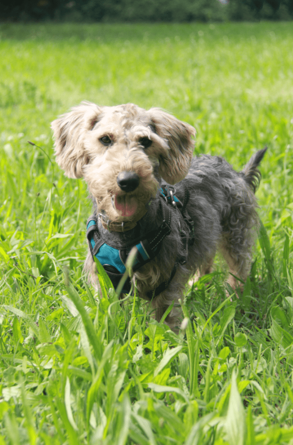 Adoption chien Teckel au Refuge Saint Roch