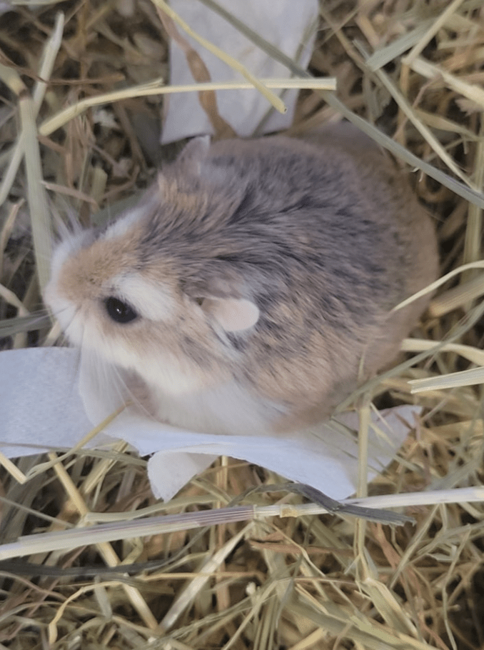 Adoption hamsters au Refuge Saint Roch