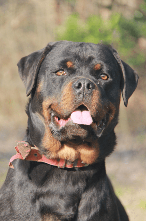 Adoption chien ROTTWEILER au Refuge Saint Roch