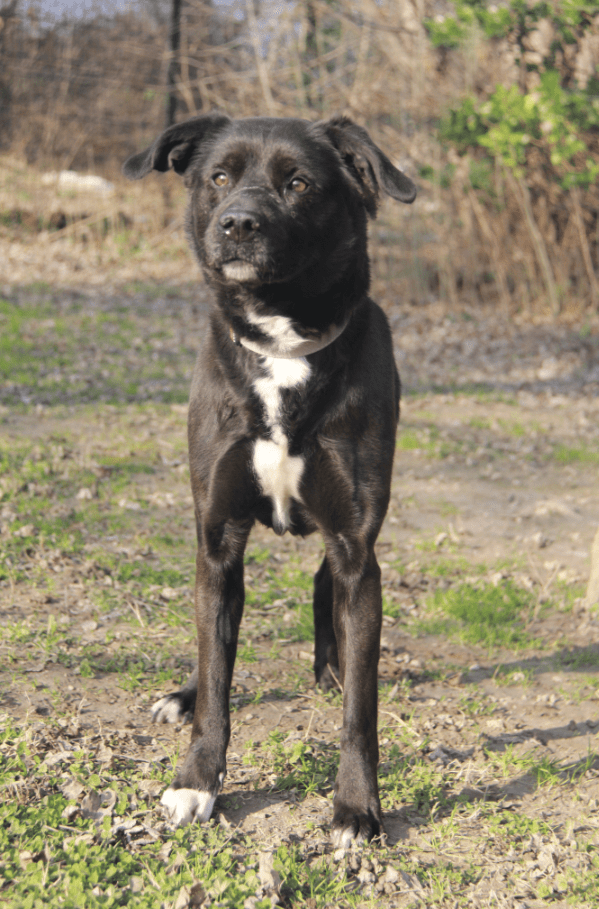 Adoption chien LABRADOR au Refuge Saint Roch