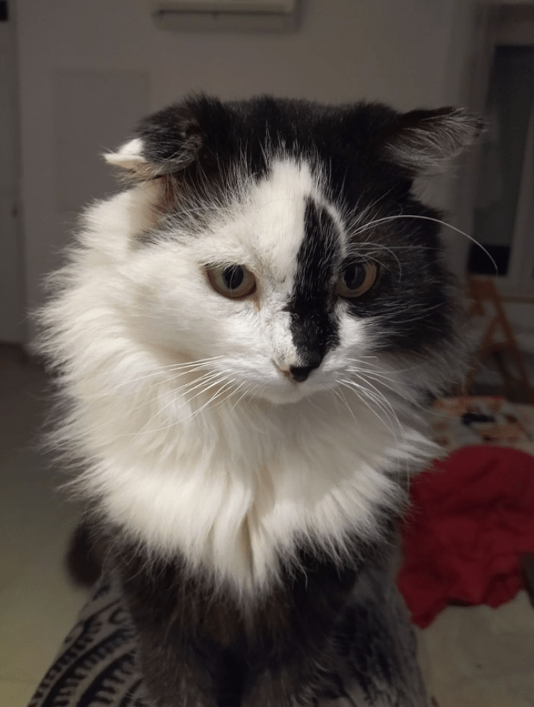 Adoption chat au Refuge Saint Roch