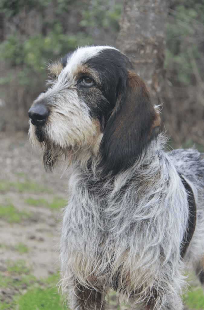 Adopter chien Valence