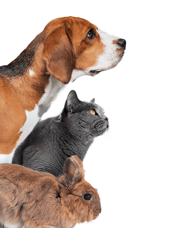 Photo Montage Animaux Home