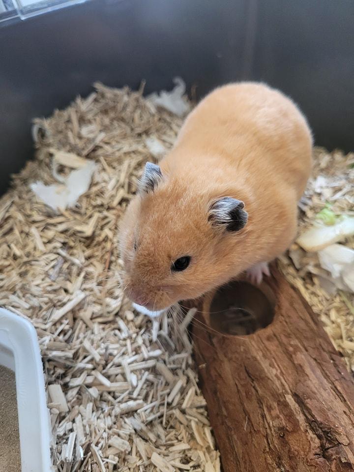 Adopter un animal à valence avec le Refuge Saint Roch