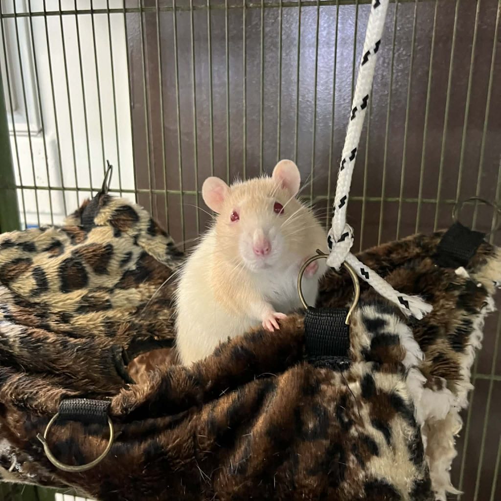 01ff6a78 3da6 4bed A3ff 18c78b8a7aca