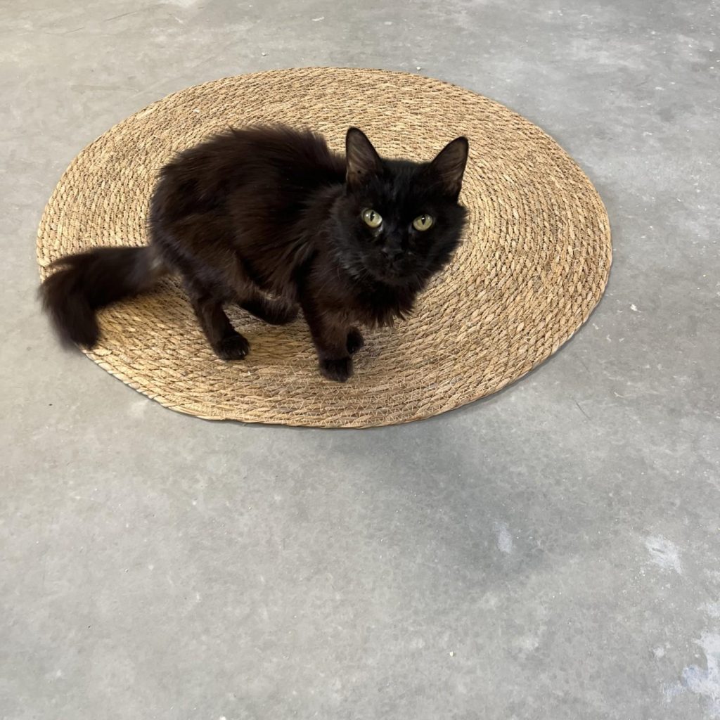 0211356f C1cf 4f8d B177 6f4df28e6218