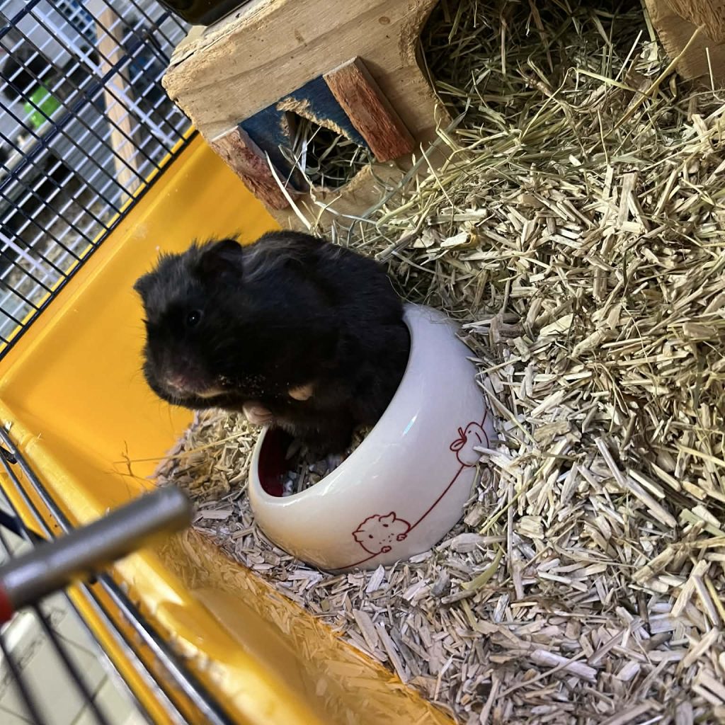 06874f69 19b4 40a5 Bc62 E7ee1a286a74