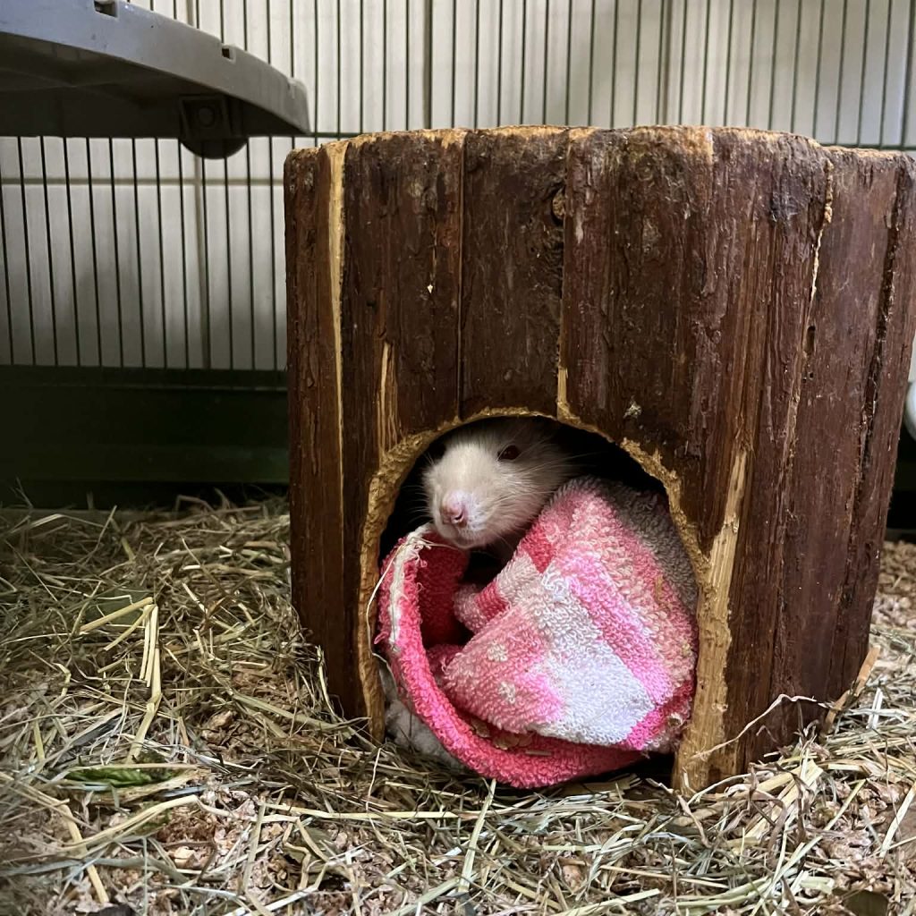 06bf74b4 5a0c 4a3d Ab1a Fdbee21f75be (1)