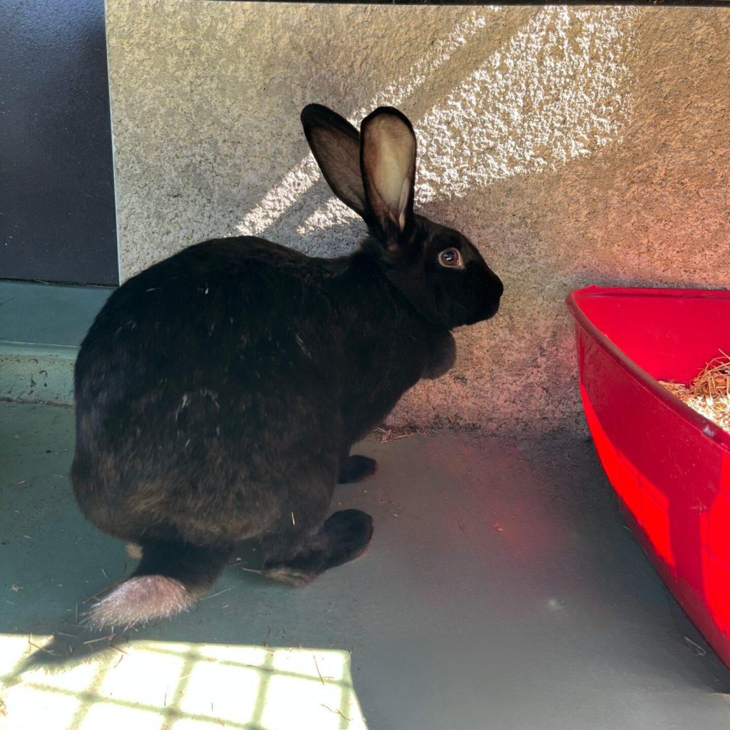 226d6618 Fb01 4319 A8ea C0edc56d1fc6