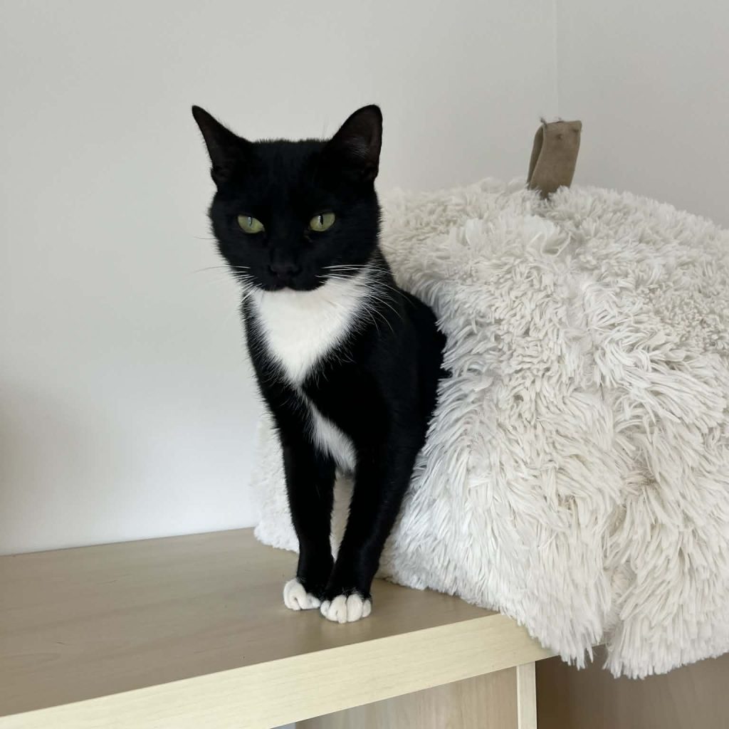 29c13dca 7932 41ab Bb9d 53569c8f16b5