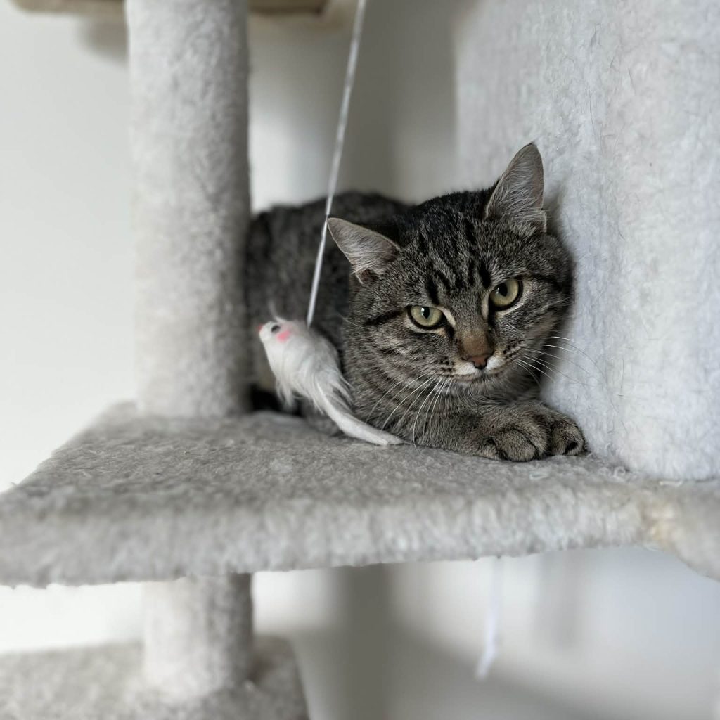 4779a6ab F766 4b3b Ac48 441ad3b67584