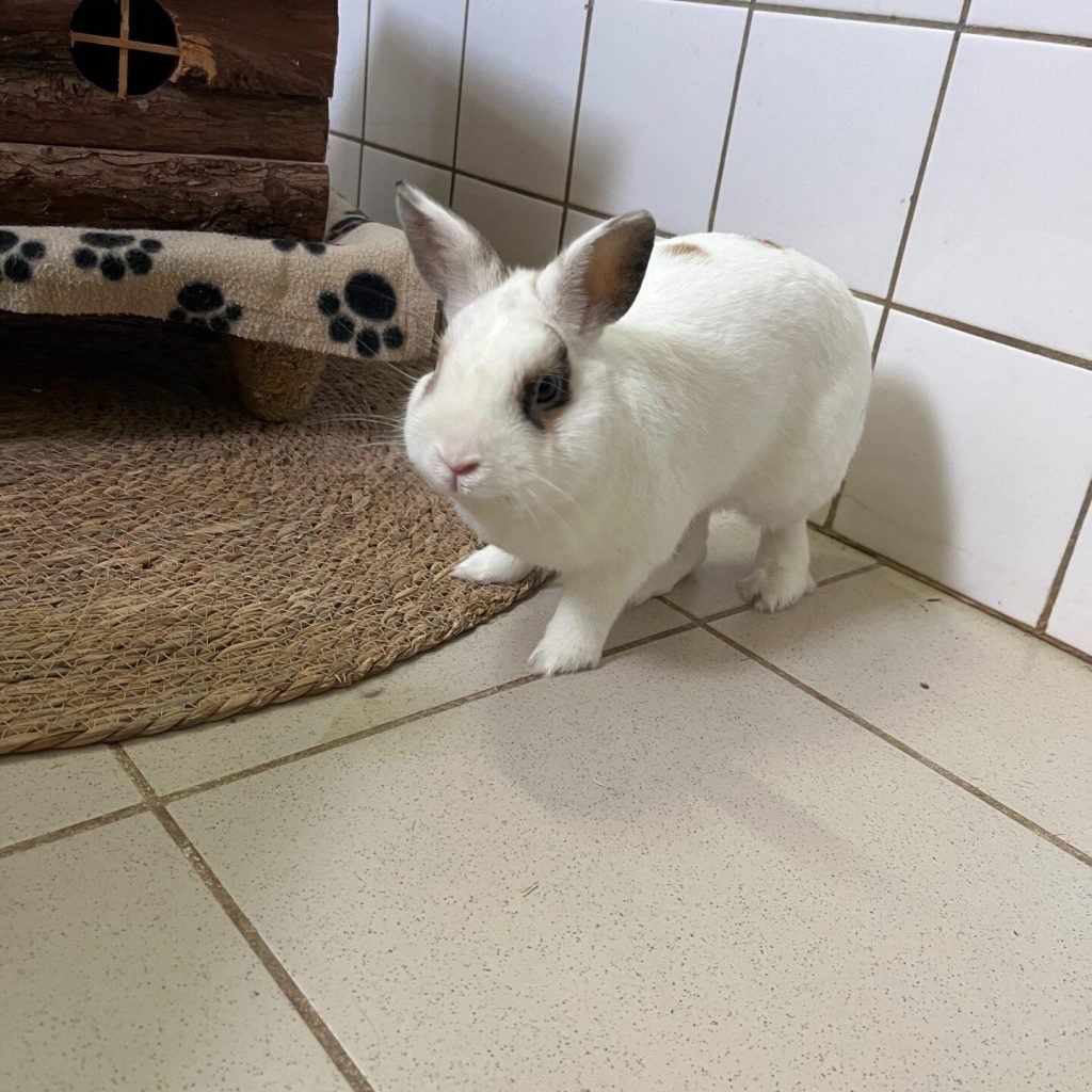 5a16d161 6a4f 438d A561 A0eb5581222c