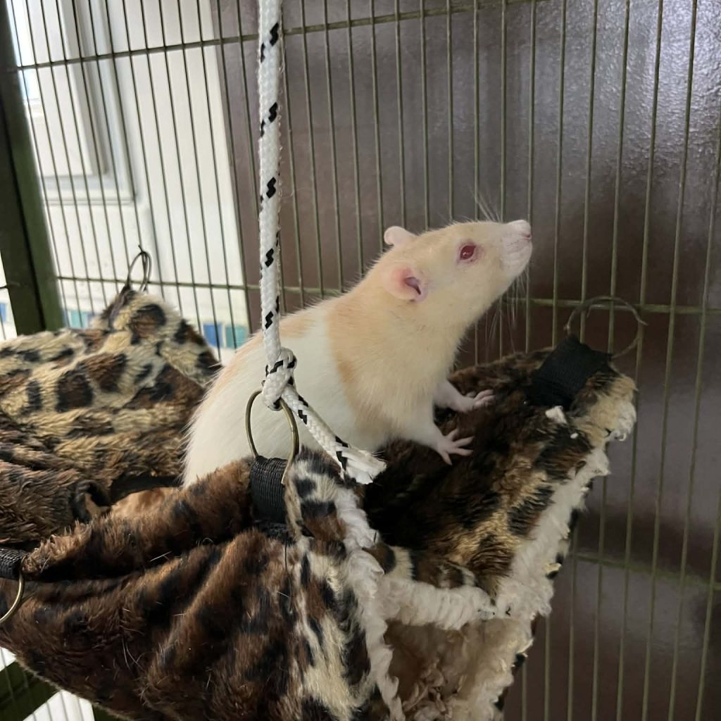 6f8eaab1 0bd3 41e0 A7b7 99396eab1629