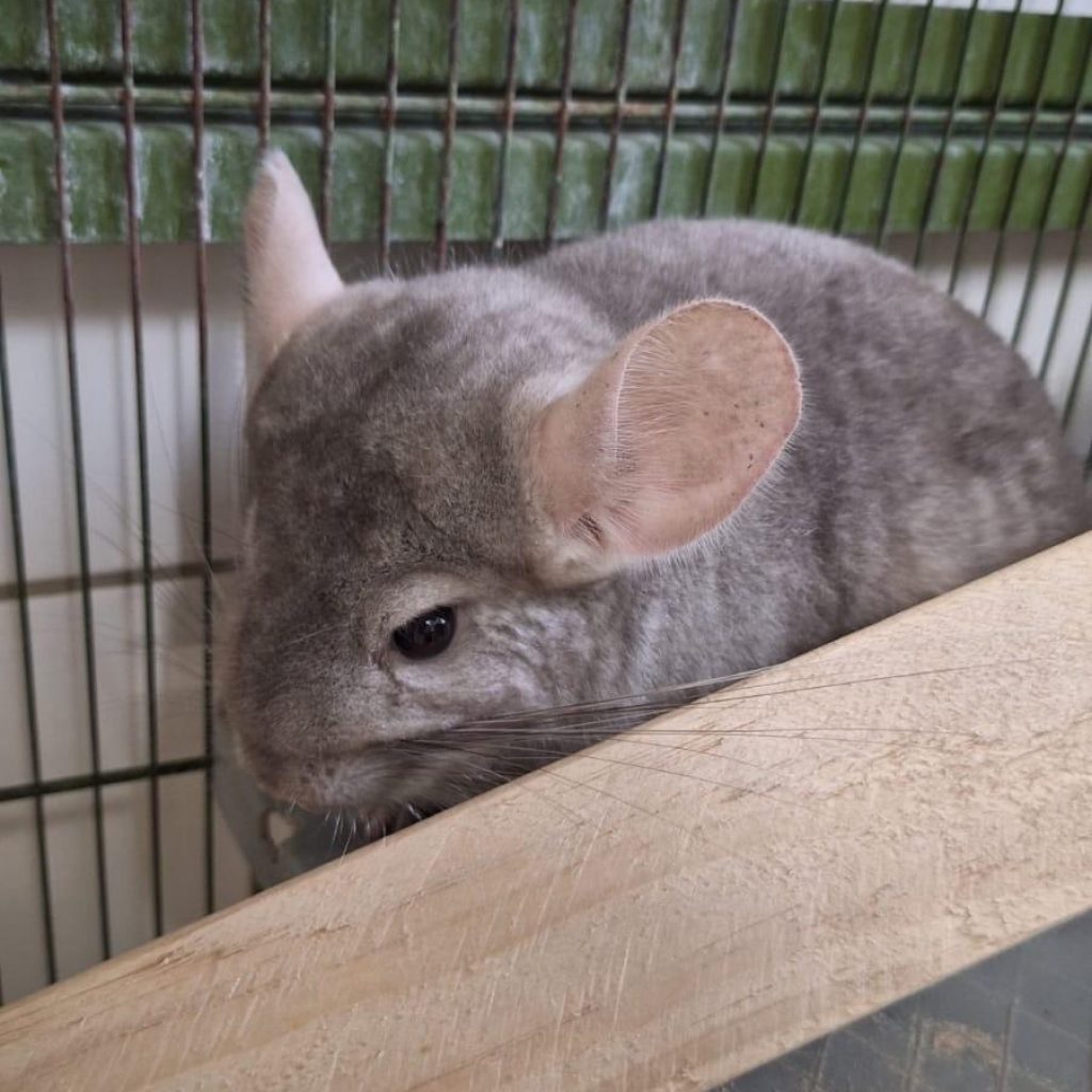 71c1a80d C2ad 4892 A10c 82b98699db93