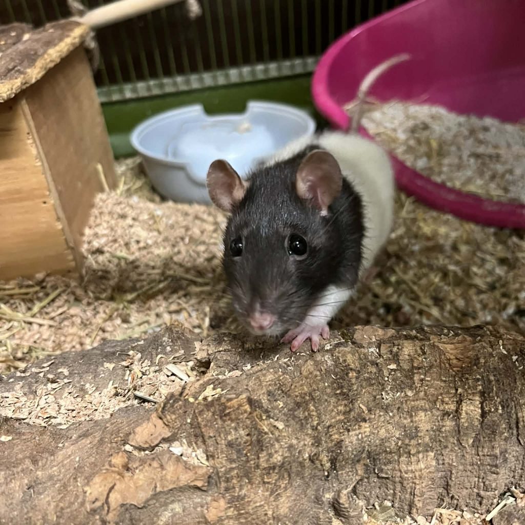 8d1c983f 63d1 4f6a 8a4b 2d18d16536af