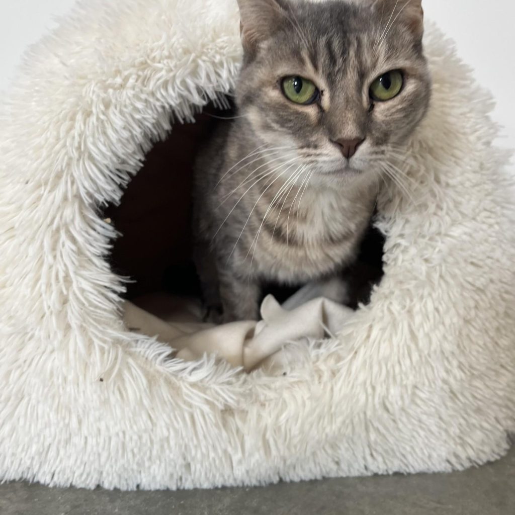 96569b47 0b5f 438e A22a 9567efec1603