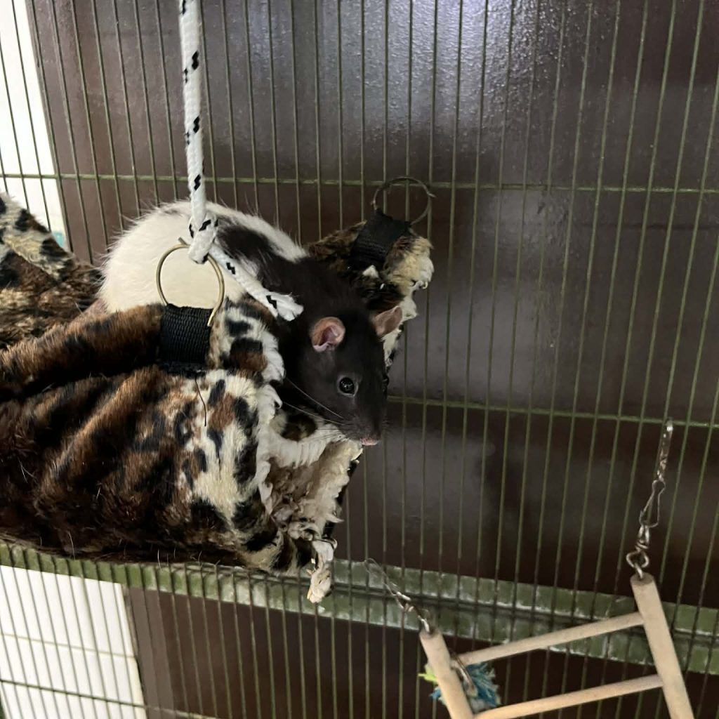 996abca1 2913 4058 99af Df2e3b6f6a0c