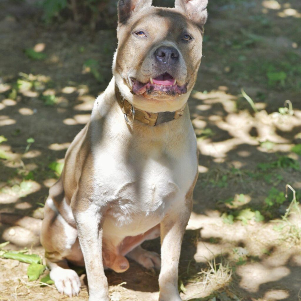 Bacchus 2