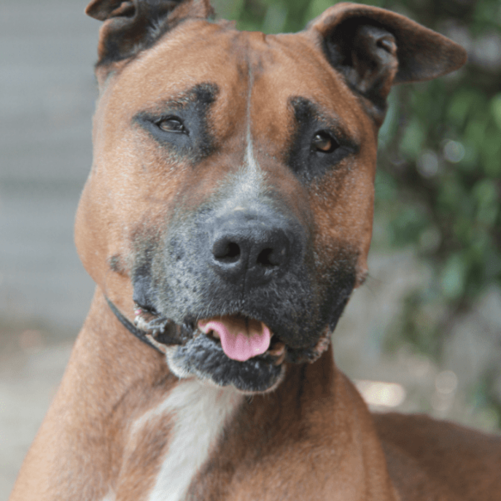 Adoption chien Boxer au Refuge Saint Roch