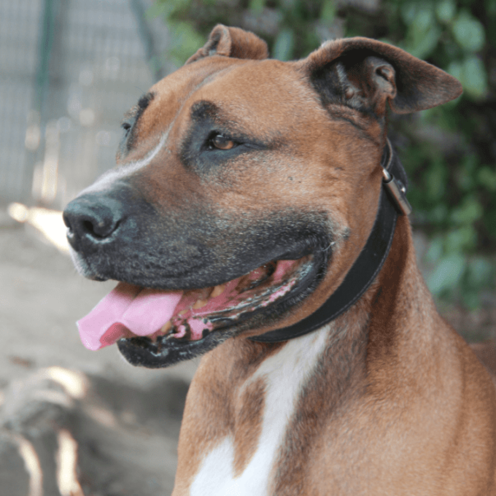 Adoption chien Boxer au Refuge Saint Roch