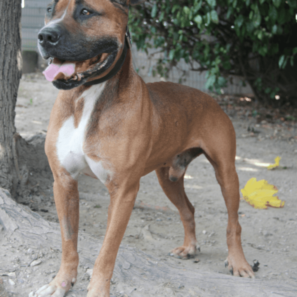 Adoption chien Boxer au Refuge Saint Roch