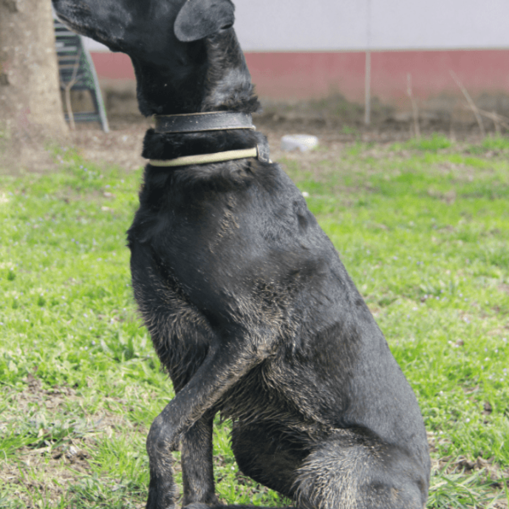 Adoption chien Malinois X Labrador au Refuge Saint Roch