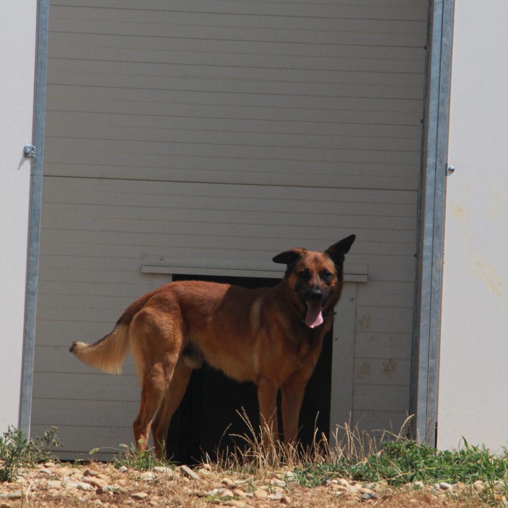 Chase 3