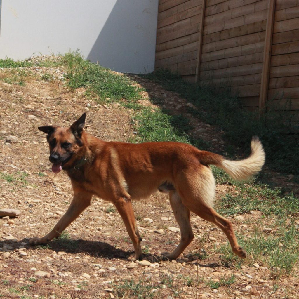 Chase 4