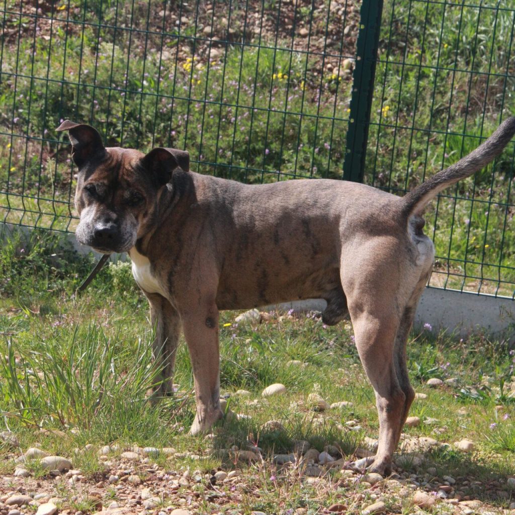 Diego 2