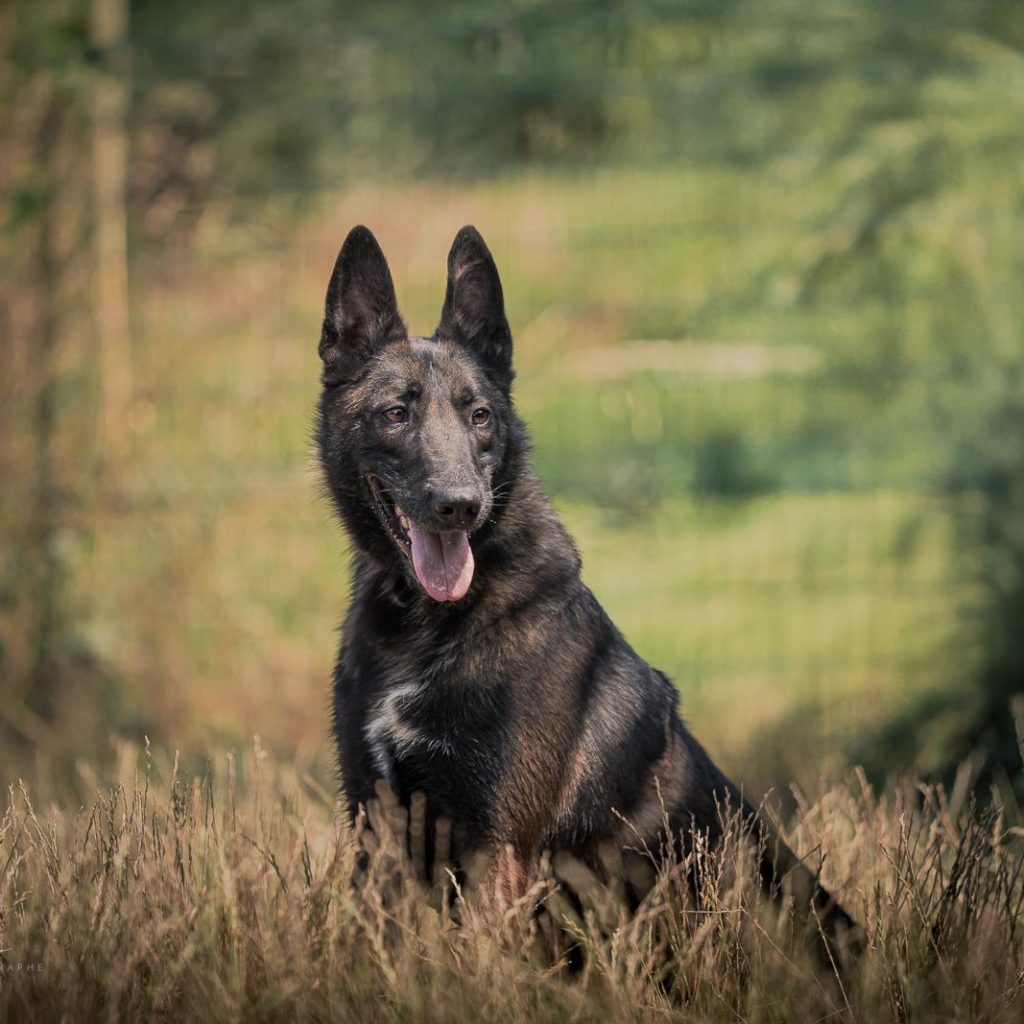 Fonzie