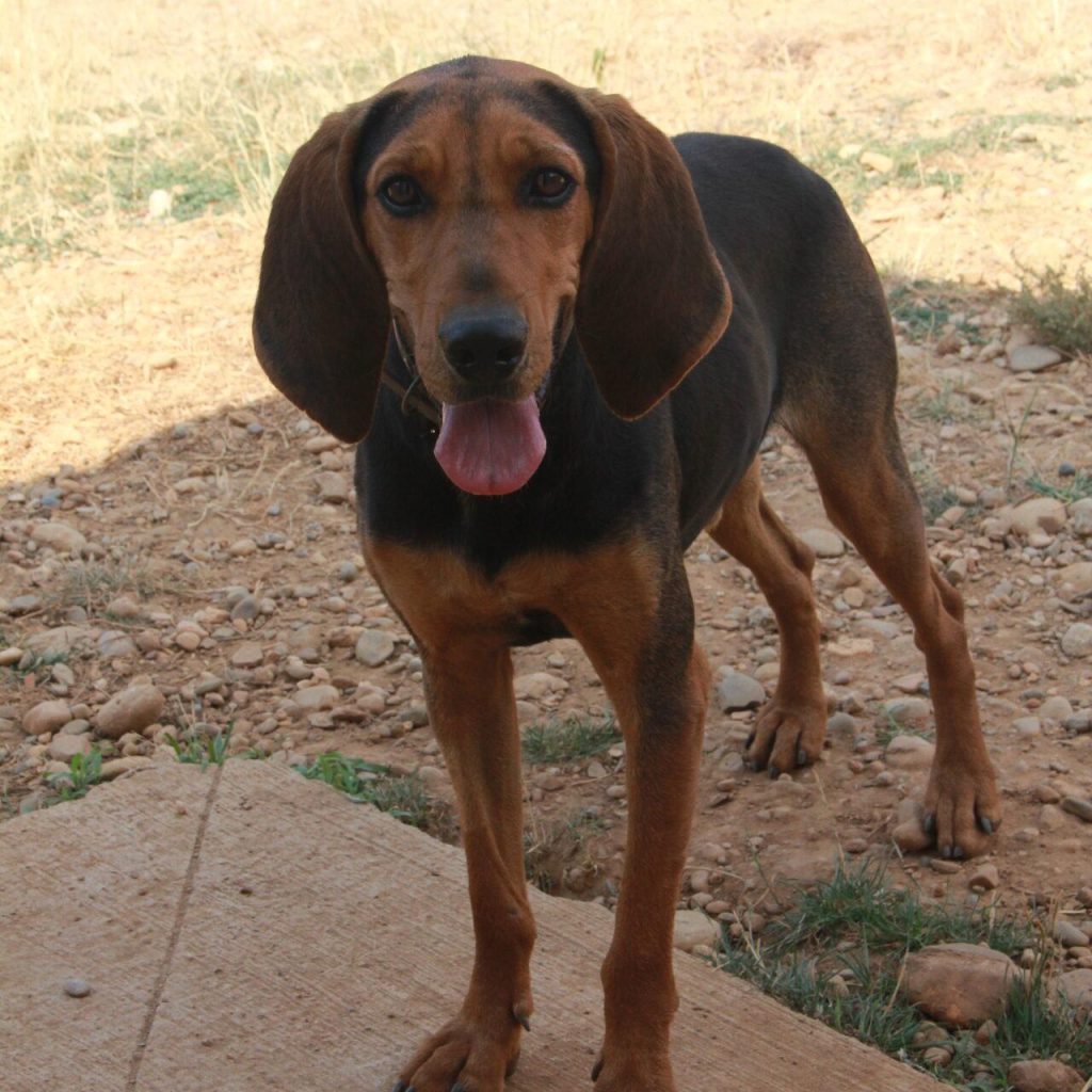 Hormard 2