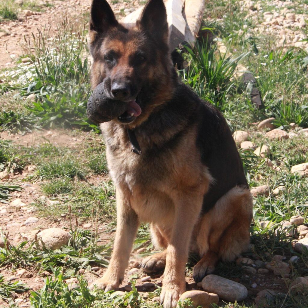 Laya 3