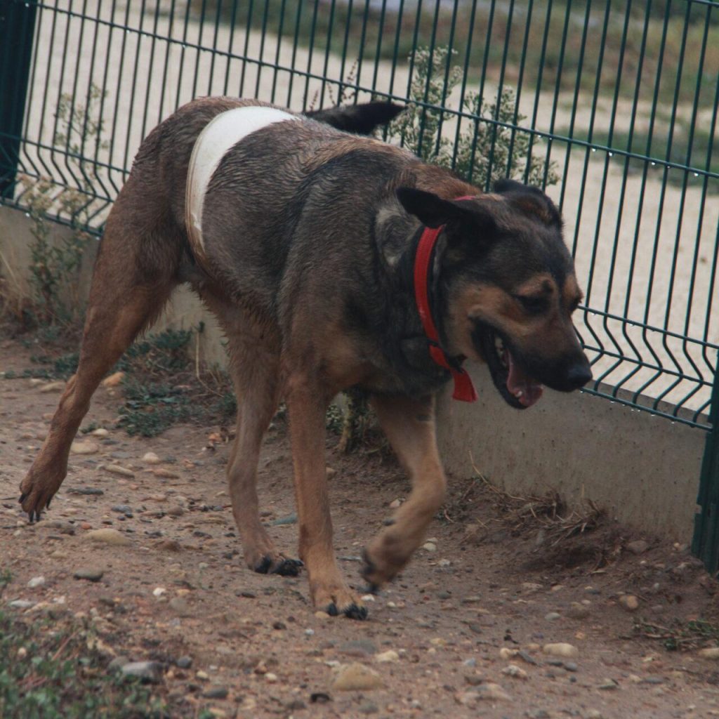Lila 4