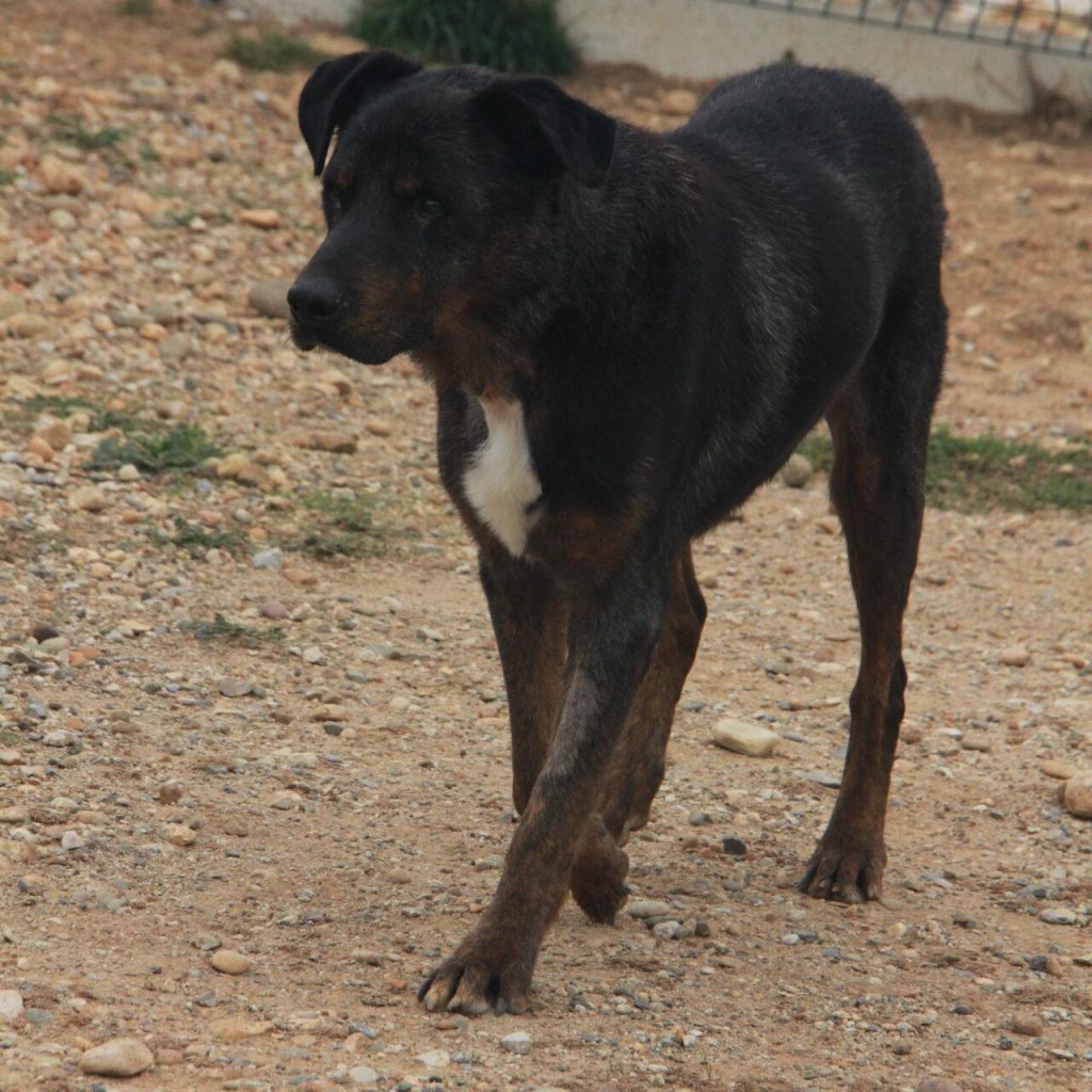 Luxus 2