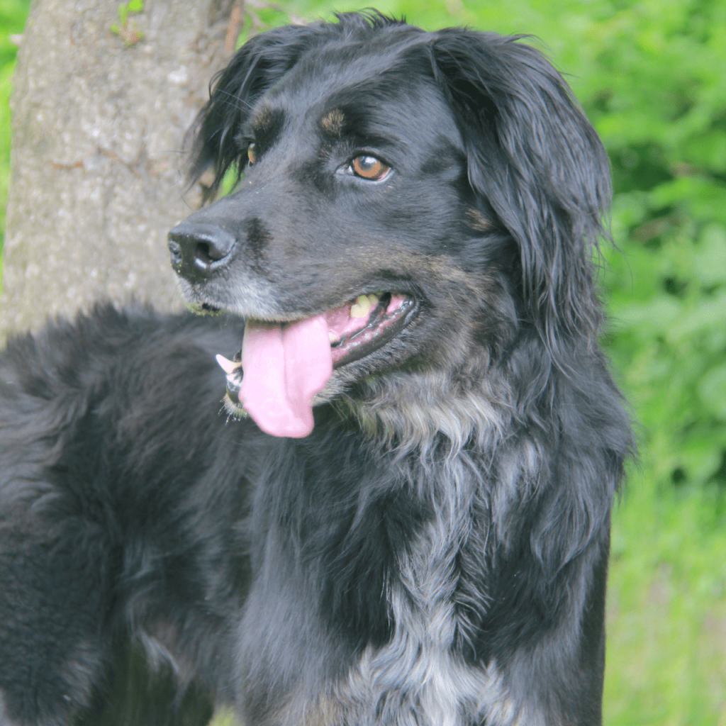 Pollux 2
