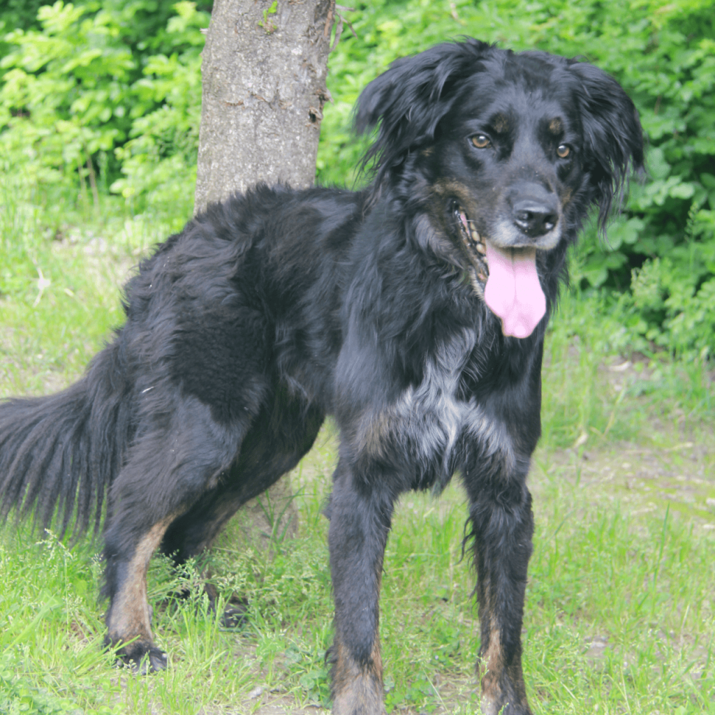 Pollux 3