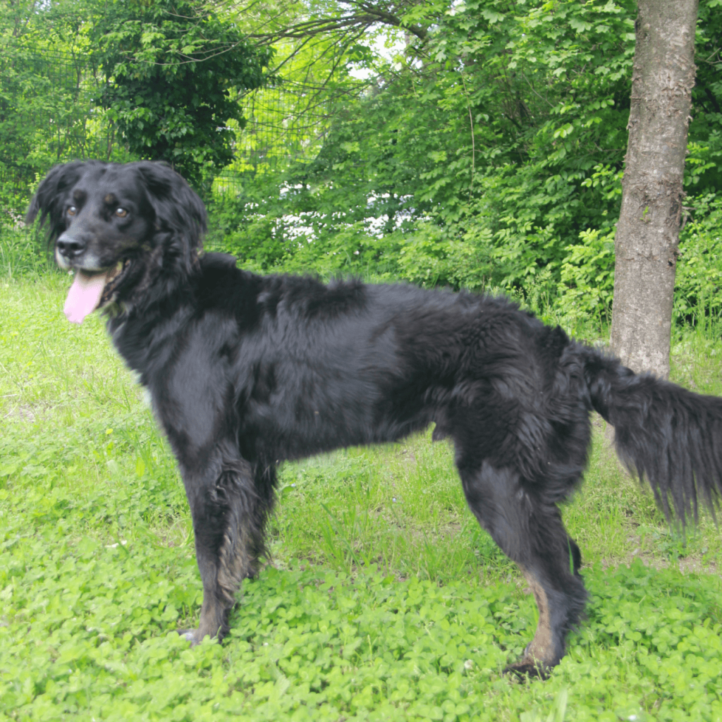 Pollux 4