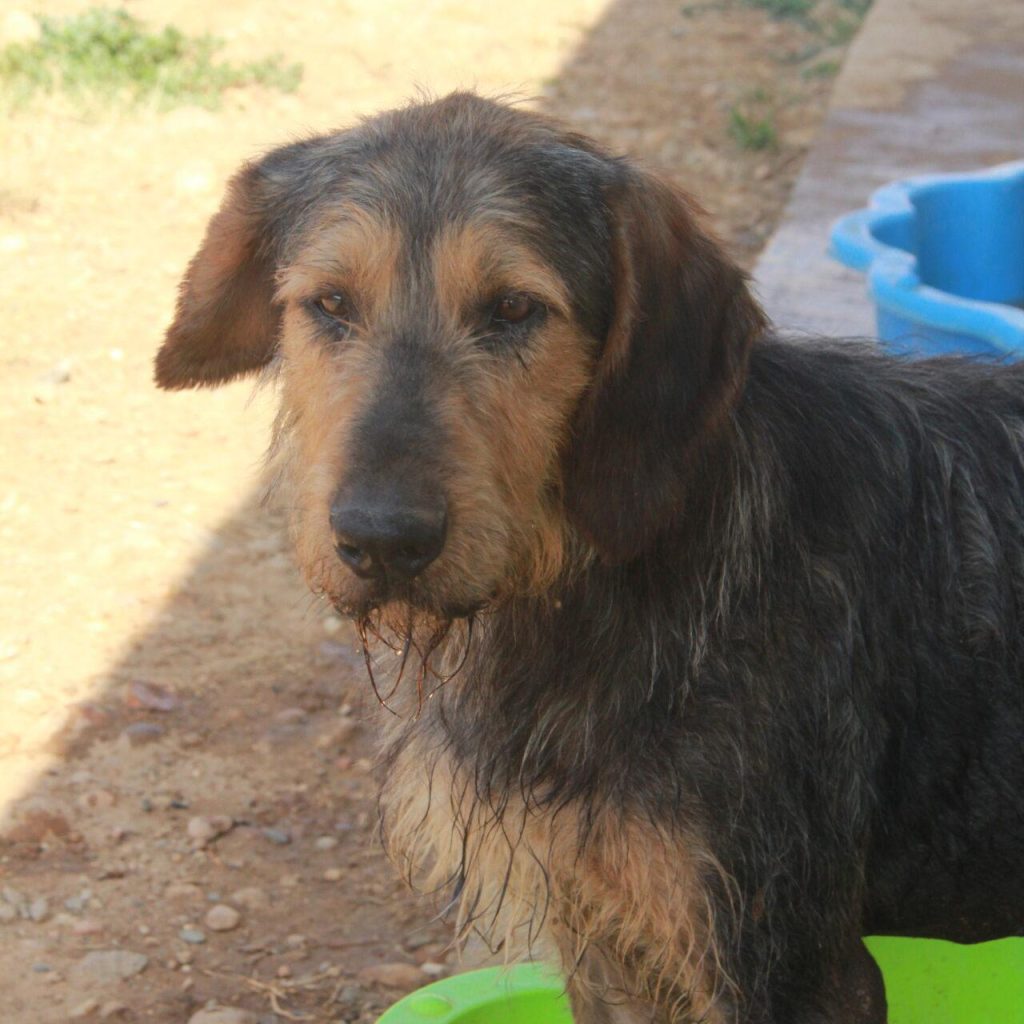 Prof 1