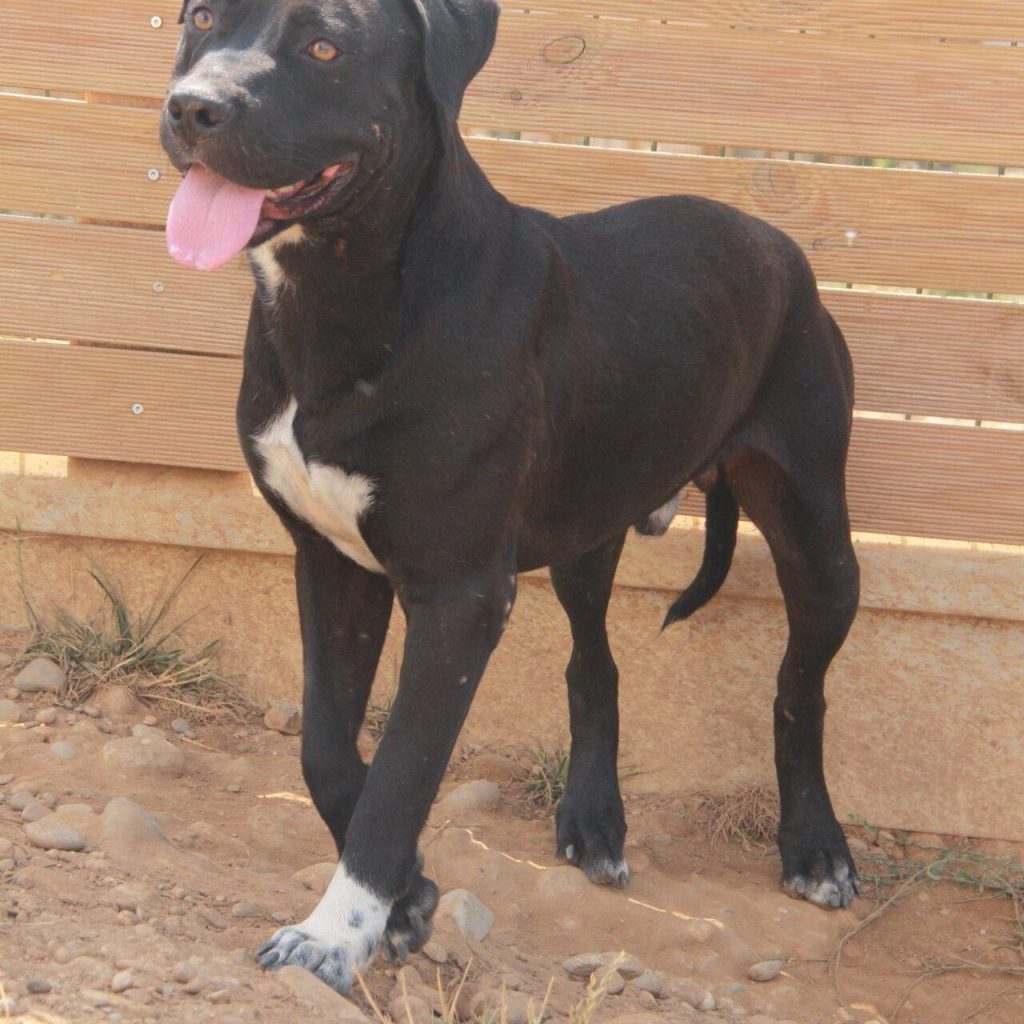 Rollo 2
