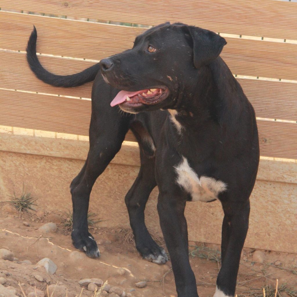 Rollo 3