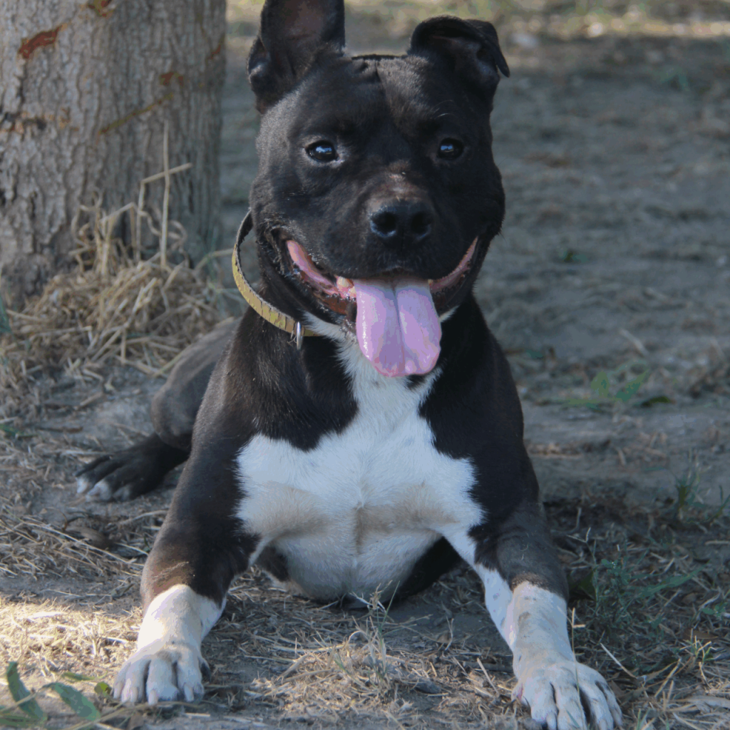 Rosko 1
