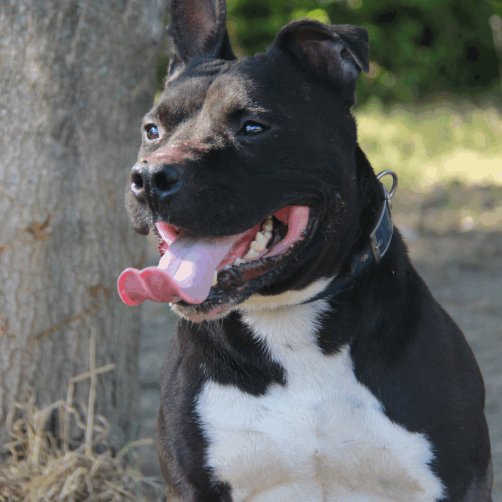 Rosko 2