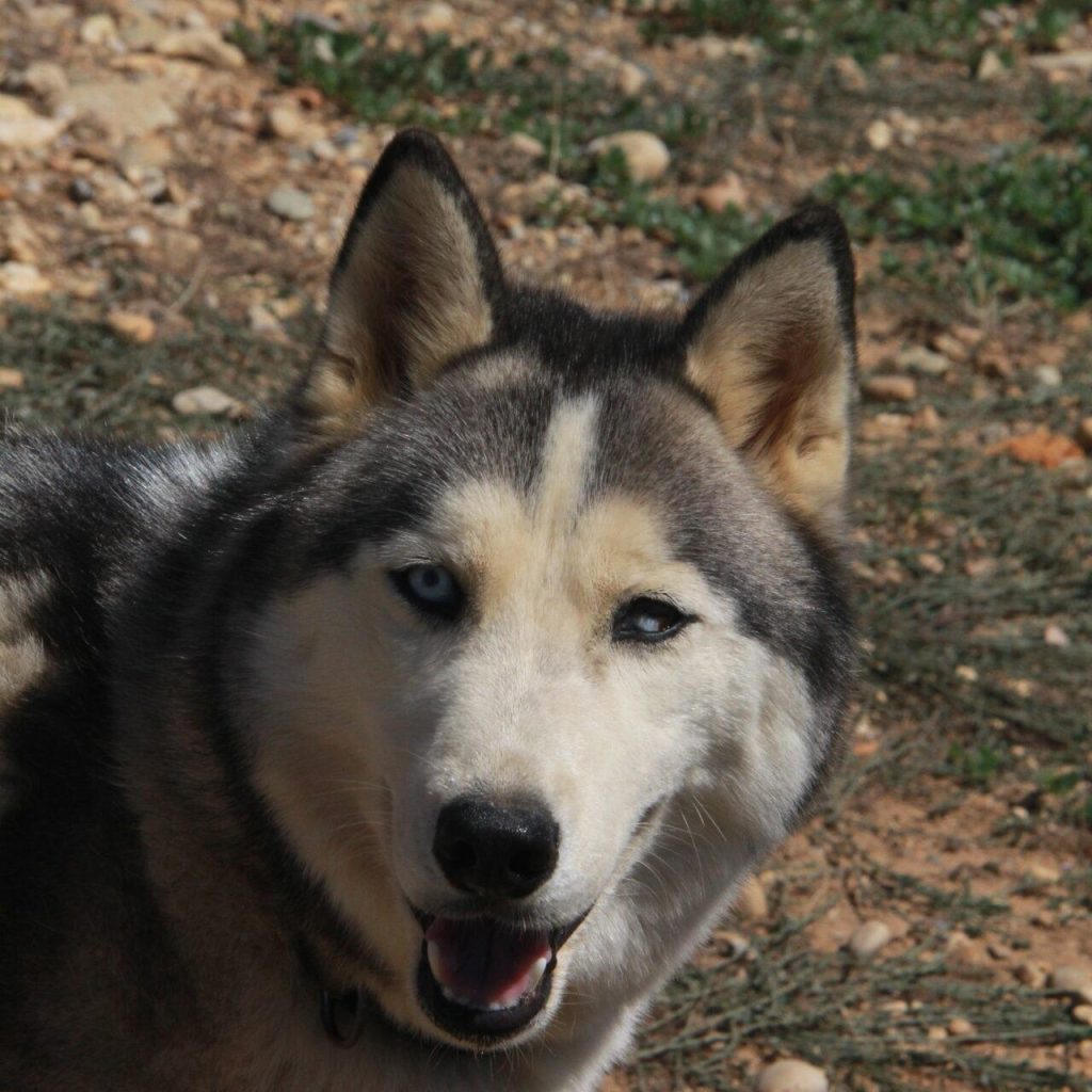 Sam 1
