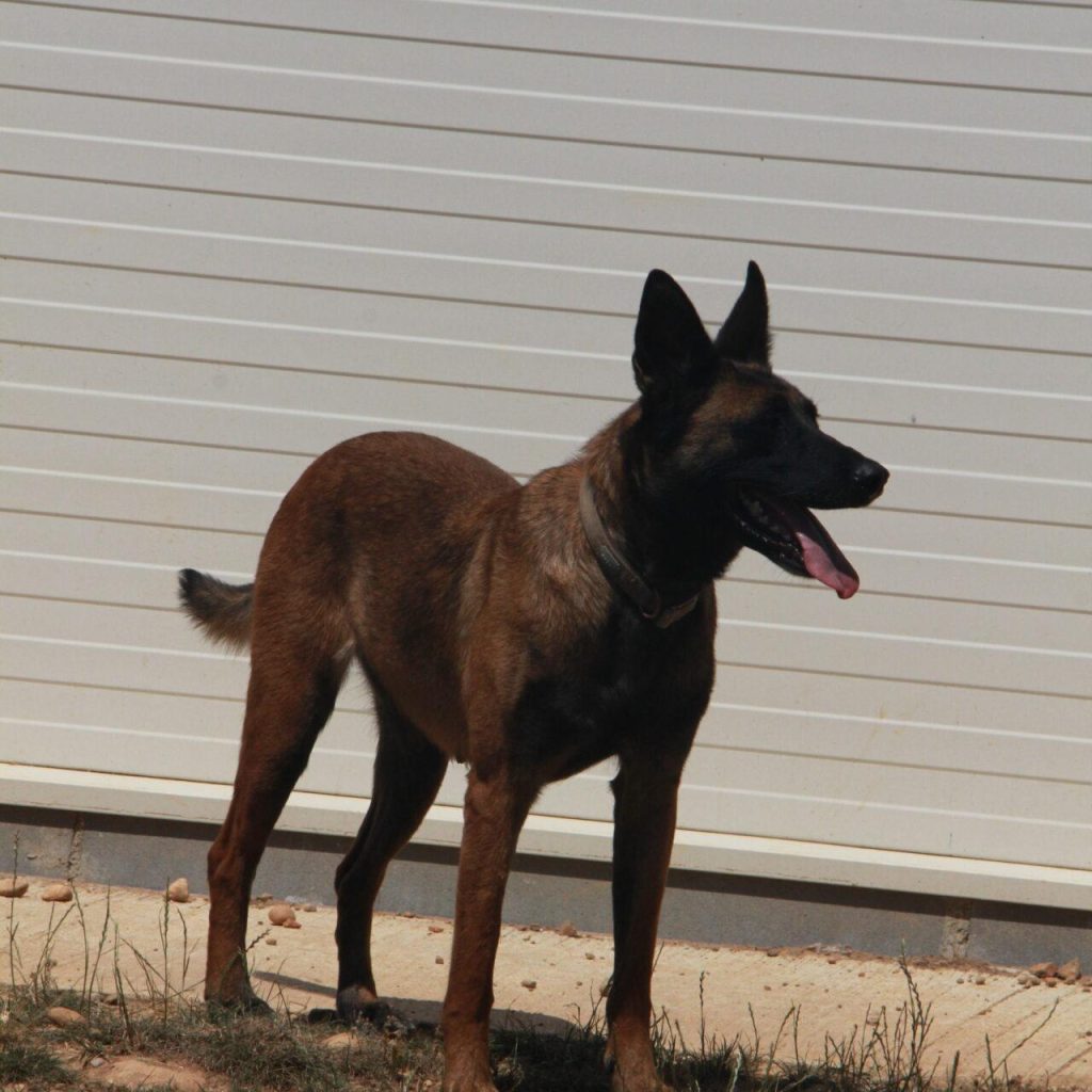 Sidjy 4