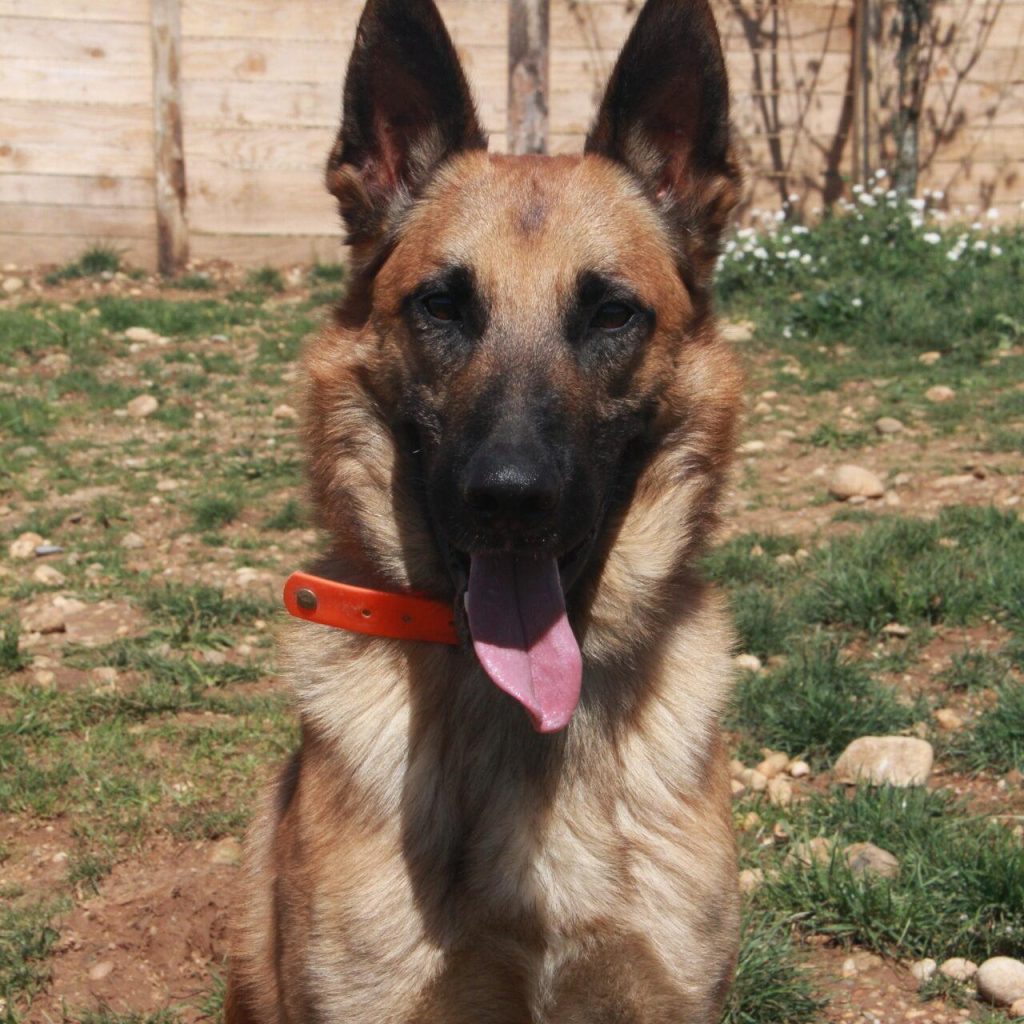 Simba 1