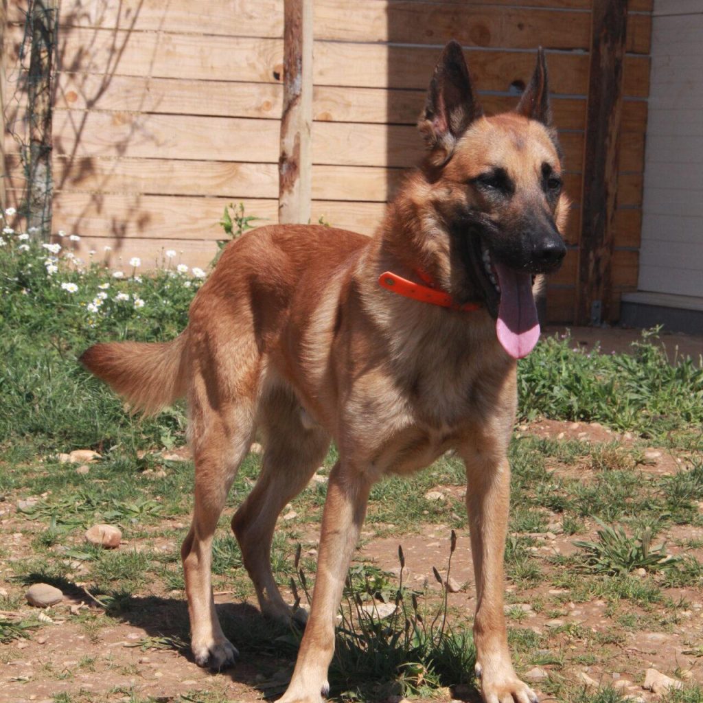 Simba 2