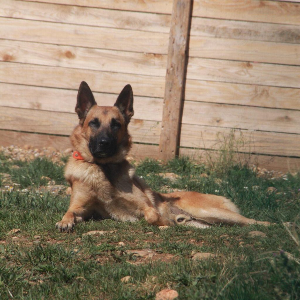 Simba 3