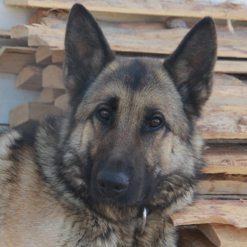 Taïro 3