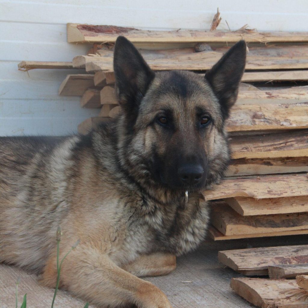 Taïro 6